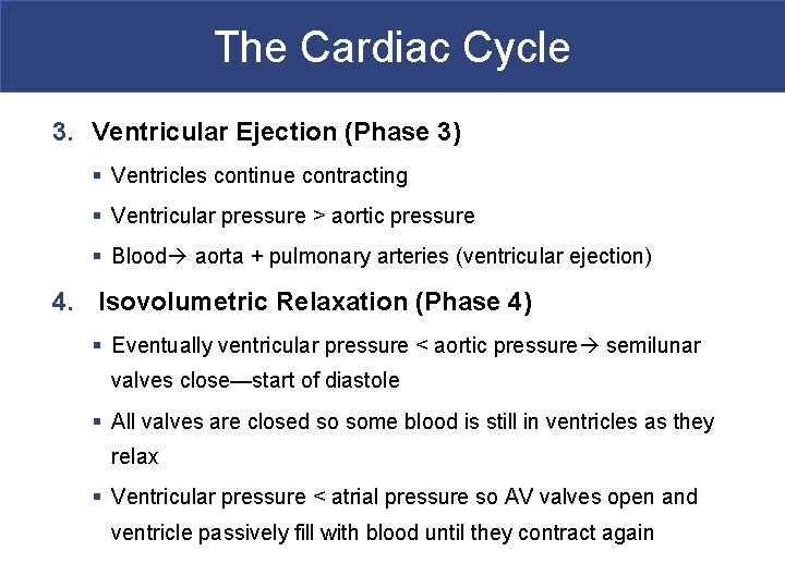 The Cardiac Cycle 3. Ventricular Ejection (Phase 3) § Ventricles continue contracting § Ventricular