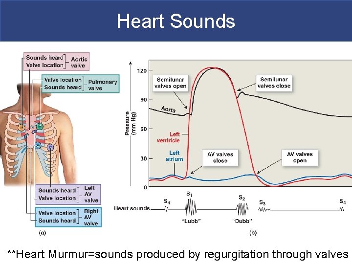 Heart Sounds **Heart Murmur=sounds produced by regurgitation through valves Copyright © 2011 Pearson Education,
