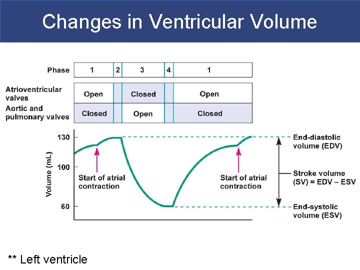 Changes in Ventricular Volume ** Left ventricle Copyright © 2011 Pearson Education, Inc. 