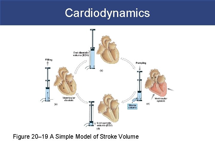 Cardiodynamics Figure 20– 19 A Simple Model of Stroke Volume 