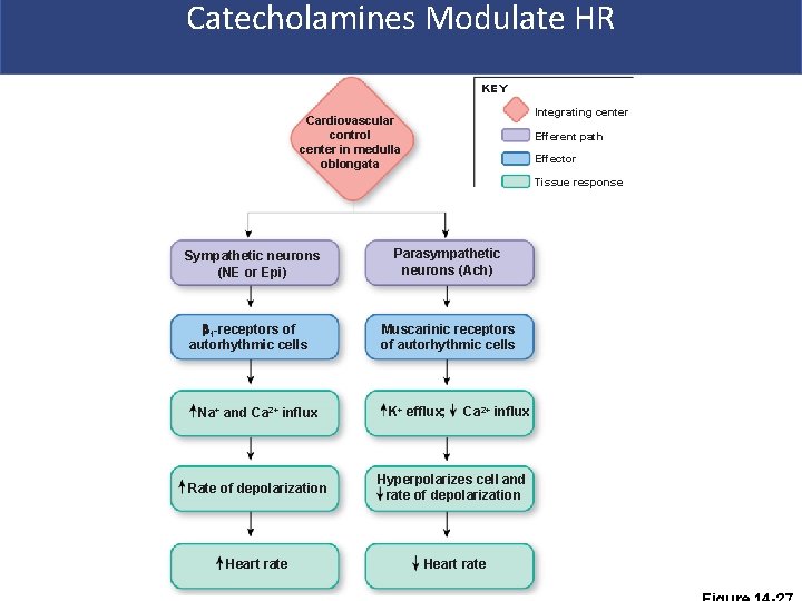 Catecholamines Modulate HR KEY Integrating center Cardiovascular control center in medulla oblongata Efferent path