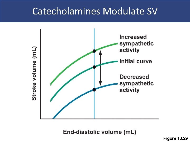 Catecholamines Modulate SV Figure 13. 29 