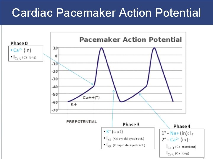 Cardiac Pacemaker Action Potential 