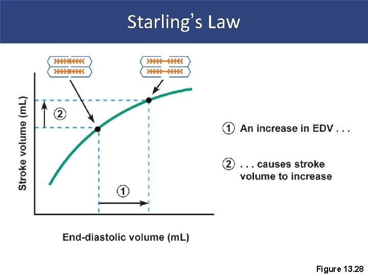 Starling’s Law Figure 13. 28 