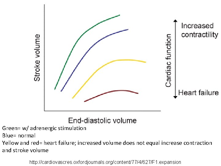 Green= w/ adrenergic stimulation Blue= normal Yellow and red= heart failure; increased volume does