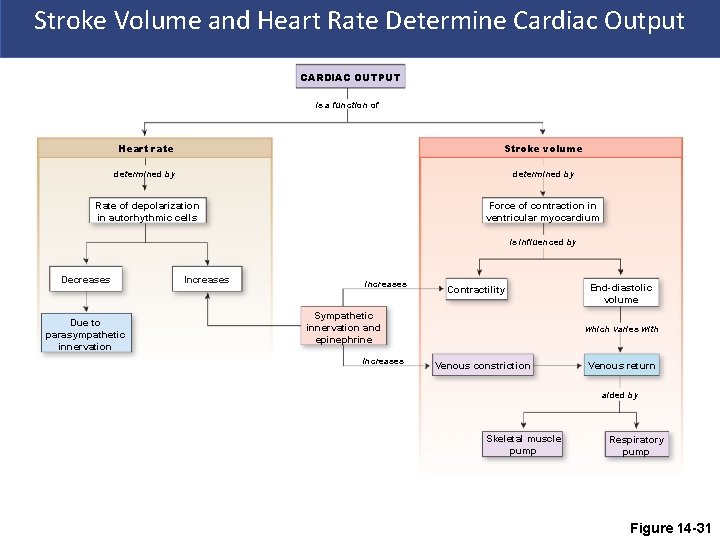 Stroke Volume and Heart Rate Determine Cardiac Output CARDIAC OUTPUT is a function of