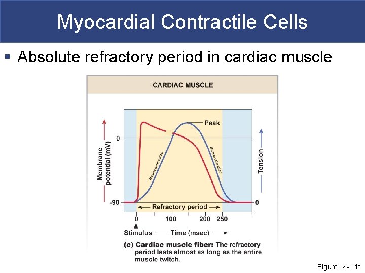 Myocardial Contractile Cells § Absolute refractory period in cardiac muscle Figure 14 -14 c