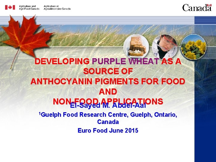 DEVELOPING PURPLE WHEAT AS A SOURCE OF ANTHOCYANIN PIGMENTS FOR FOOD AND NON-FOOD El-Sayed