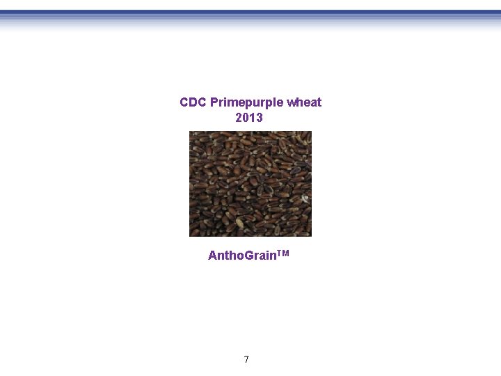 CDC Primepurple wheat 2013 Antho. Grain. TM 7 