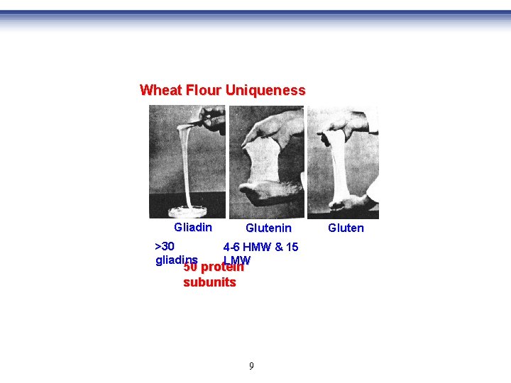 Wheat Flour Uniqueness Gliadin >30 gliadins Glutenin 4 -6 HMW & 15 LMW 50