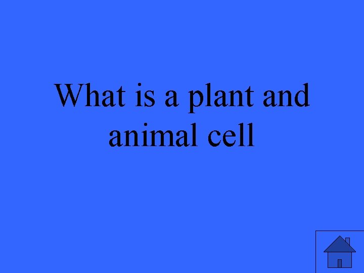 What is a plant and animal cell 