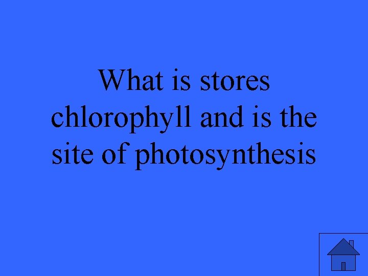 What is stores chlorophyll and is the site of photosynthesis 