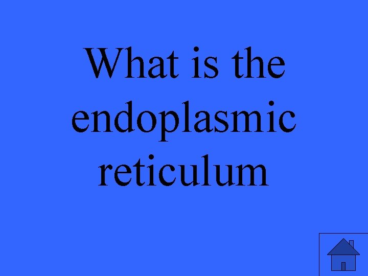 What is the endoplasmic reticulum 