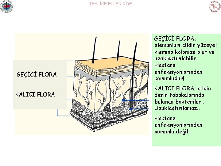 TEHLİKE ELLERİNDE GEÇİCİ FLORA KALICI FLORA GEÇİCİ FLORA; elemanları cildin yüzeyel kısmına kolonize olur