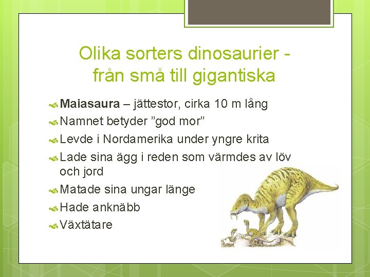 Olika sorters dinosaurier från små till gigantiska Maiasaura – jättestor, cirka 10 m lång