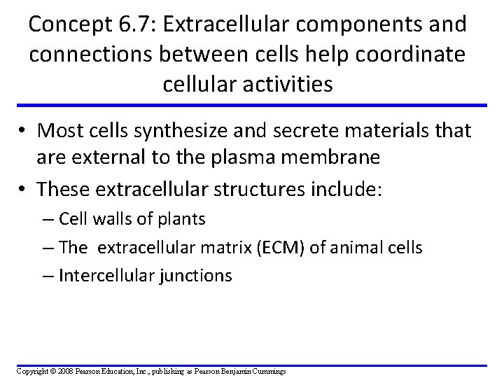 Concept 6. 7: Extracellular components and connections between cells help coordinate cellular activities •