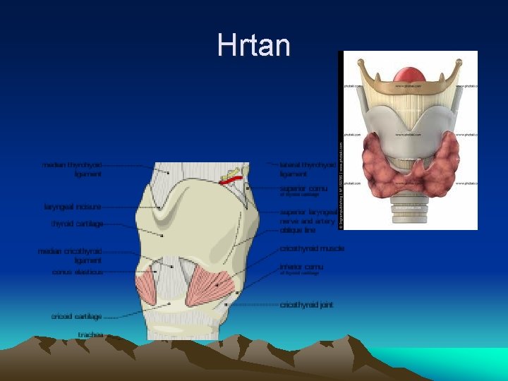 Hrtan 