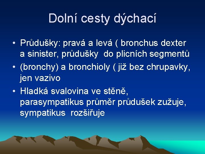 Dolní cesty dýchací • Průdušky: pravá a levá ( bronchus dexter a sinister, průdušky