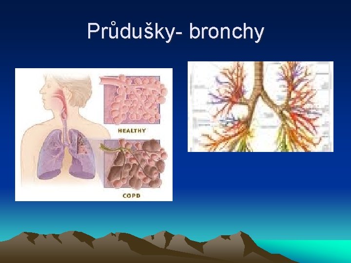 Průdušky- bronchy 