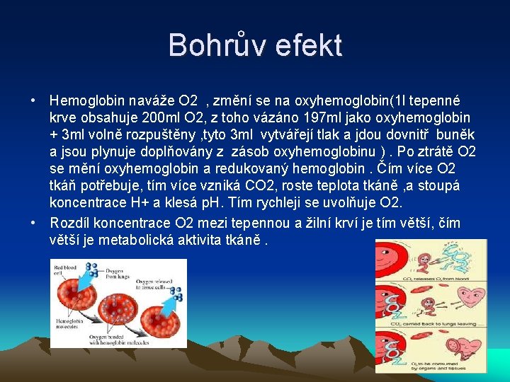 Bohrův efekt • Hemoglobin naváže O 2 , změní se na oxyhemoglobin(1 l tepenné