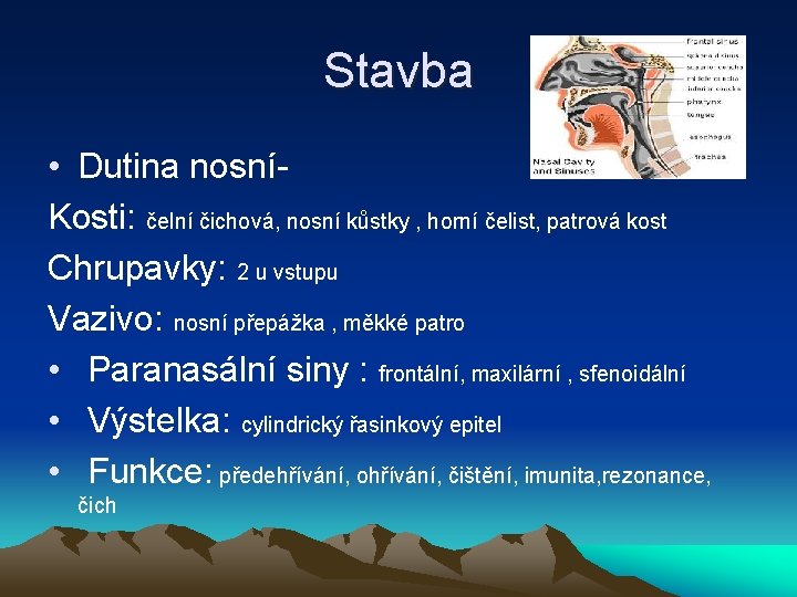 Stavba • Dutina nosníKosti: čelní čichová, nosní kůstky , horní čelist, patrová kost Chrupavky: