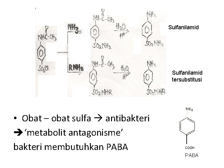 Sulfanilamid tersubstitusi • Obat – obat sulfa antibakteri ‘metabolit antagonisme’ bakteri membutuhkan PABA COOH