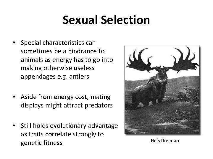 Sexual Selection • Special characteristics can sometimes be a hindrance to animals as energy