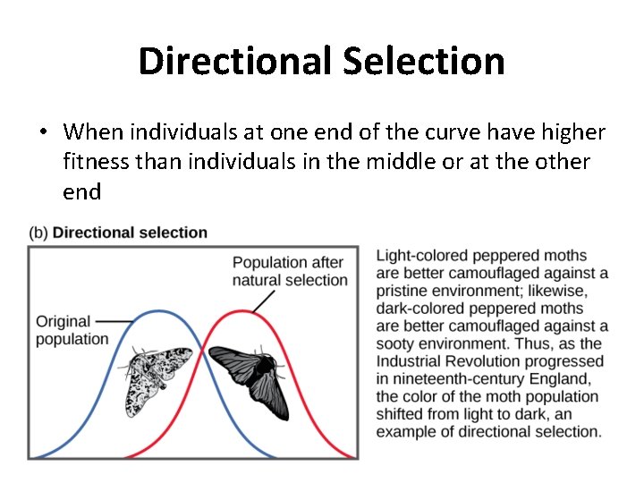 Directional Selection • When individuals at one end of the curve have higher fitness