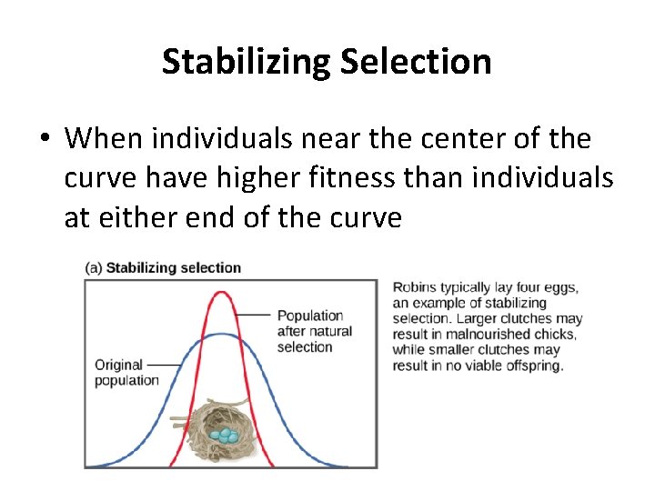 Stabilizing Selection • When individuals near the center of the curve have higher fitness