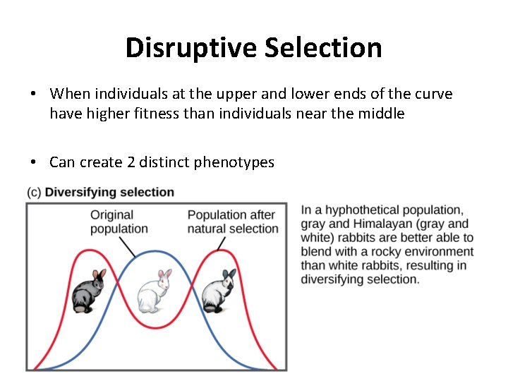 Disruptive Selection • When individuals at the upper and lower ends of the curve