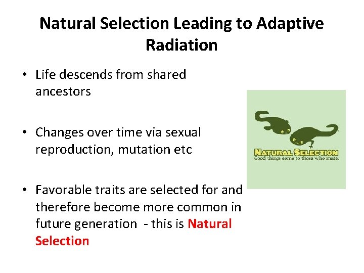 Natural Selection Leading to Adaptive Radiation • Life descends from shared ancestors • Changes