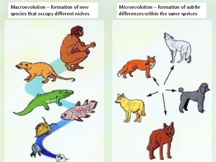 Macroevolution – formation of new species that occupy different niches Microevolution – formation of