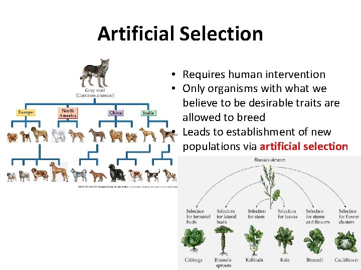 Artificial Selection • Requires human intervention • Only organisms with what we believe to