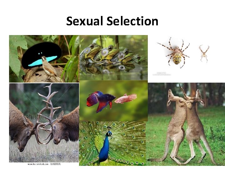 Sexual Selection 