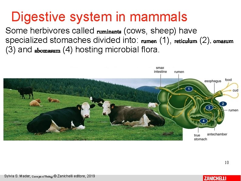 Digestive system in mammals Some herbivores called ruminants (cows, sheep) have specialized stomaches divided