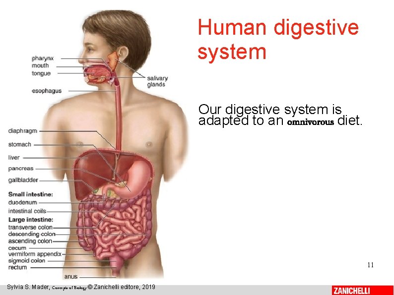 Human digestive system Our digestive system is adapted to an omnivorous diet. 11 Sylvia