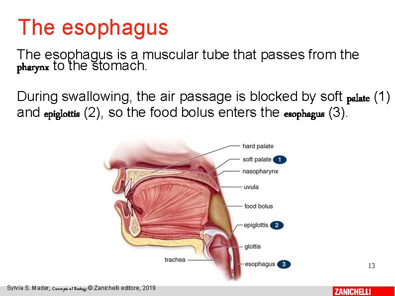 The esophagus is a muscular tube that passes from the pharynx to the stomach.