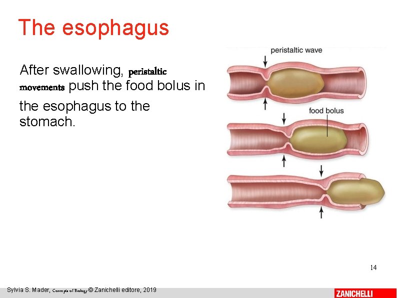 The esophagus After swallowing, peristaltic movements push the food bolus in the esophagus to