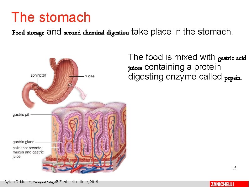 The stomach Food storage and second chemical digestion take place in the stomach. The