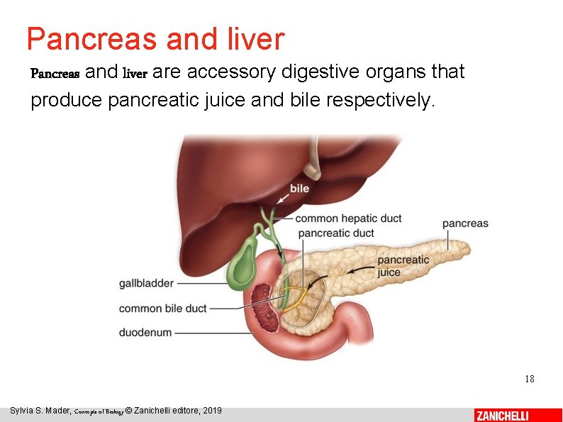 Pancreas and liver are accessory digestive organs that produce pancreatic juice and bile respectively.