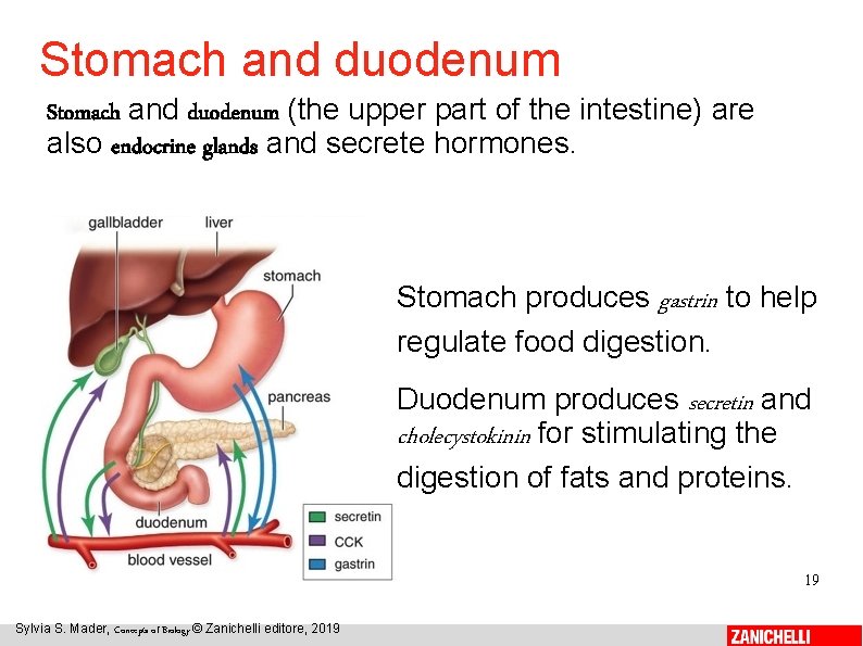 Stomach and duodenum (the upper part of the intestine) are also endocrine glands and