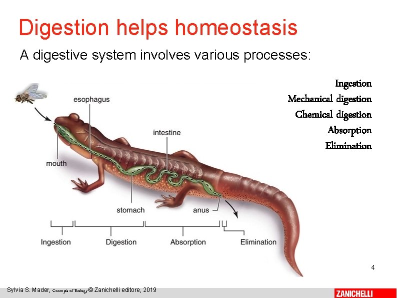 Digestion helps homeostasis A digestive system involves various processes: Ingestion Mechanical digestion Chemical digestion