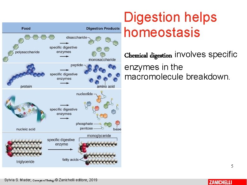 Digestion helps homeostasis Chemical digestion involves specific enzymes in the macromolecule breakdown. 5 Sylvia