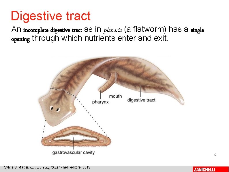 Digestive tract An incomplete digestive tract as in planaria (a flatworm) has a single