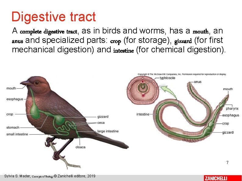 Digestive tract A complete digestive tract, as in birds and worms, has a mouth,