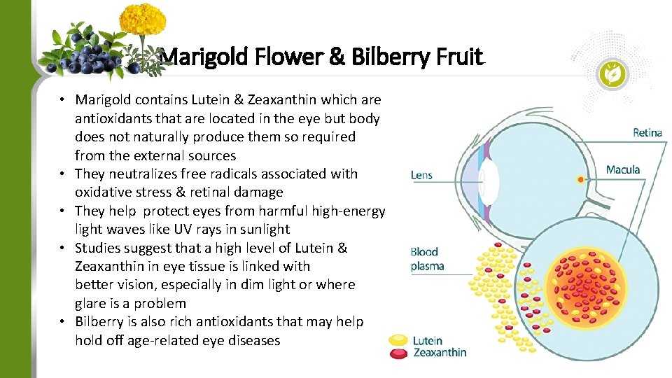 Marigold Flower & Bilberry Fruit • Marigold contains Lutein & Zeaxanthin which are antioxidants