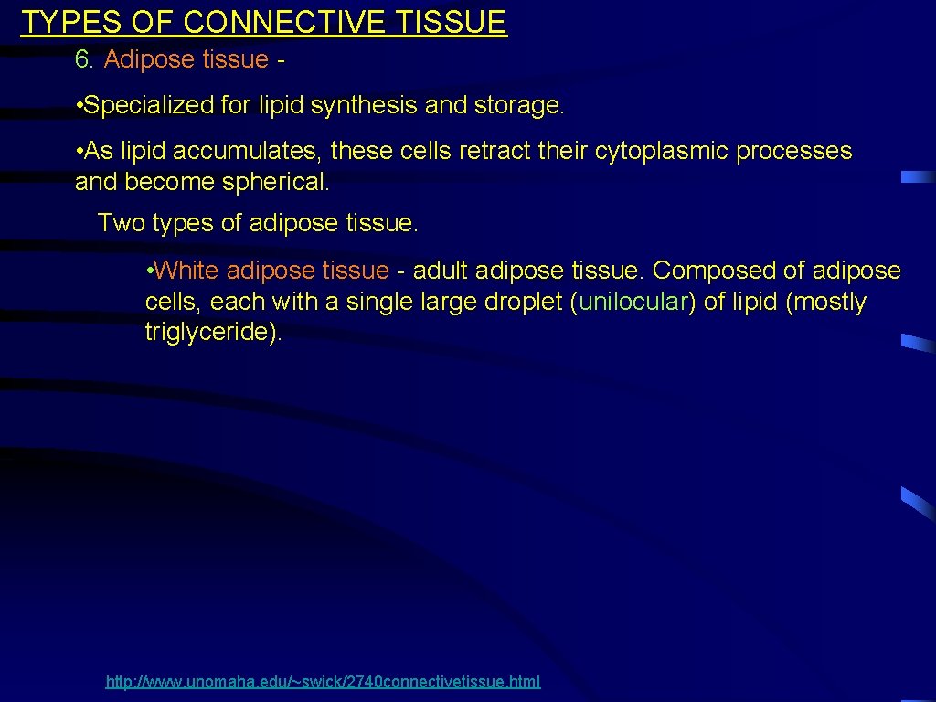 Connective Tissue Without It Youd Fall Apart Introduction