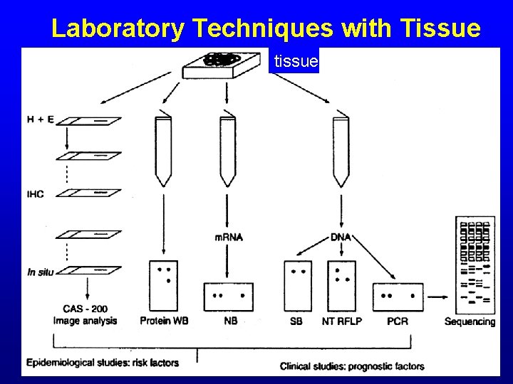 Laboratory Techniques with Tissue tissue RT-PCR 