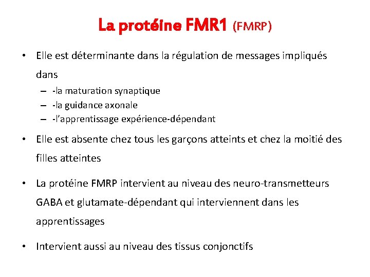 La protéine FMR 1 (FMRP) • Elle est déterminante dans la régulation de messages