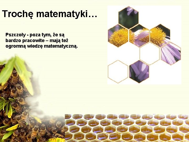 Trochę matematyki… Pszczoły - poza tym, że są bardzo pracowite – mają też ogromną